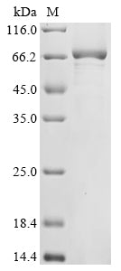 Greater than 85% as determined by SDS-PAGE.