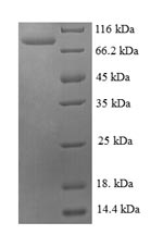 Greater than 90% as determined by SDS-PAGE.