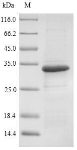 Greater than 90% as determined by SDS-PAGE.