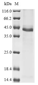 Greater than 85% as determined by SDS-PAGE.