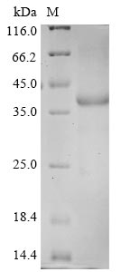 Greater than 85% as determined by SDS-PAGE.