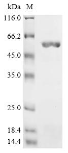 Greater than 85% as determined by SDS-PAGE.