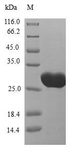 Greater than 90% as determined by SDS-PAGE.