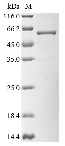 Greater than 90% as determined by SDS-PAGE.