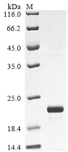 Greater than 90% as determined by SDS-PAGE.