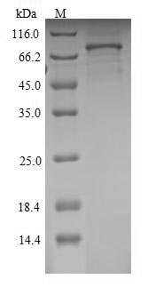 Greater than 90% as determined by SDS-PAGE.