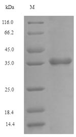 Greater than 90% as determined by SDS-PAGE.