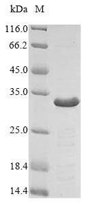 Greater than 85% as determined by SDS-PAGE.