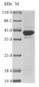 Greater than 85% as determined by SDS-PAGE.