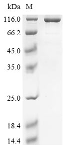 Greater than 85% as determined by SDS-PAGE.