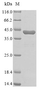 Greater than 85% as determined by SDS-PAGE.