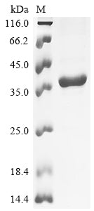 Greater than 90% as determined by SDS-PAGE.