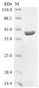 Greater than 90% as determined by SDS-PAGE.