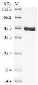 Greater than 90% as determined by SDS-PAGE.