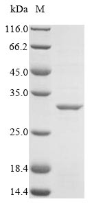 Greater than 85% as determined by SDS-PAGE.