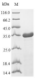 Greater than 90% as determined by SDS-PAGE.