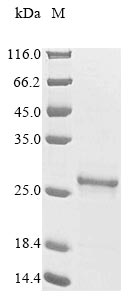 Greater than 85% as determined by SDS-PAGE.