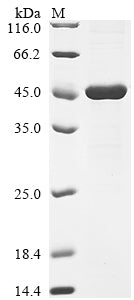 Greater than 90% as determined by SDS-PAGE.