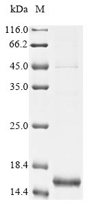 Greater than 85% as determined by SDS-PAGE.