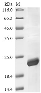 Greater than 85% as determined by SDS-PAGE.