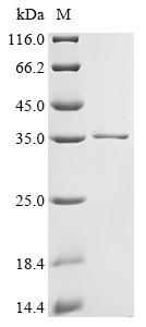 Greater than 90% as determined by SDS-PAGE.