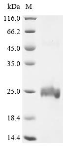 Greater than 90% as determined by SDS-PAGE.