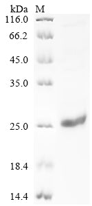 Greater than 85% as determined by SDS-PAGE.