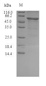 Greater than 90% as determined by SDS-PAGE.