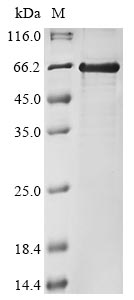 Greater than 85% as determined by SDS-PAGE.