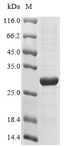 Greater than 85% as determined by SDS-PAGE.