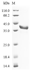 Greater than 90% as determined by SDS-PAGE.