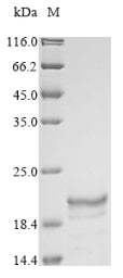 Greater than 85% as determined by SDS-PAGE.