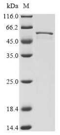 Greater than 85% as determined by SDS-PAGE.