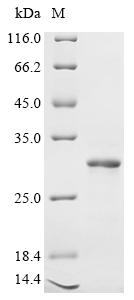 Greater than 90% as determined by SDS-PAGE.