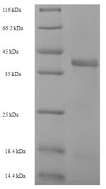 Greater than 90% as determined by SDS-PAGE.