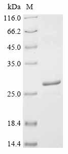 Greater than 90% as determined by SDS-PAGE.