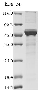 Greater than 85% as determined by SDS-PAGE.