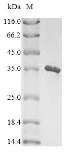 Greater than 85% as determined by SDS-PAGE.