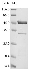 Greater than 85% as determined by SDS-PAGE.