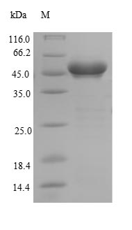 Greater than 90% as determined by SDS-PAGE.