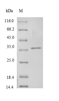 Greater than 90% as determined by SDS-PAGE.