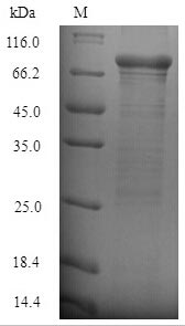 Greater than 90% as determined by SDS-PAGE.