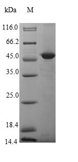 Greater than 85% as determined by SDS-PAGE.