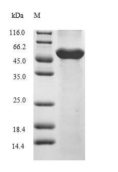 Greater than 85% as determined by SDS-PAGE.