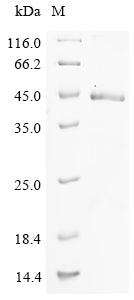 Greater than 90% as determined by SDS-PAGE.