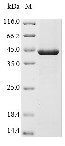 Greater than 85% as determined by SDS-PAGE.