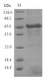 Greater than 90% as determined by SDS-PAGE.