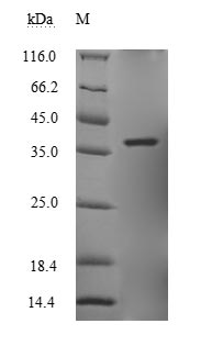 Greater than 90% as determined by SDS-PAGE.