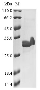 Greater than 90% as determined by SDS-PAGE.