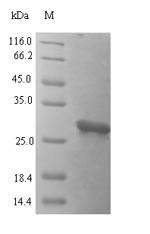 Greater than 90% as determined by SDS-PAGE.